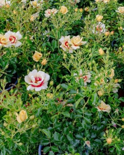 Rosier Glorius Babylon Eyes
