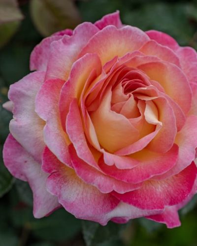 Rosier Gorgeous 4