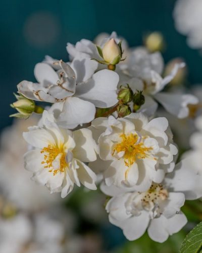 Rosier Guirlande d'Amour 5