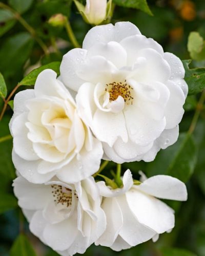 Rosier Iceberg 2