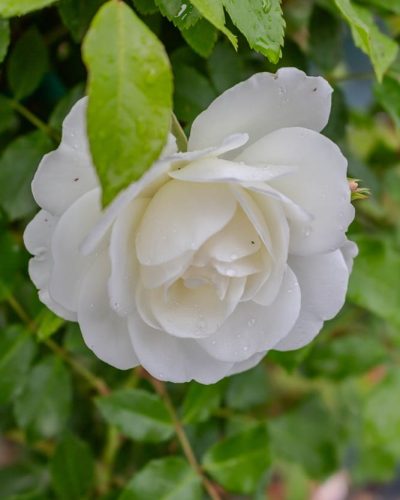 Rosier Iceberg 9