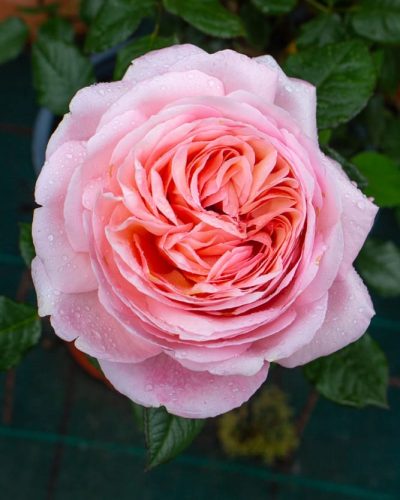 Rosier Jean de la Fontaine 1
