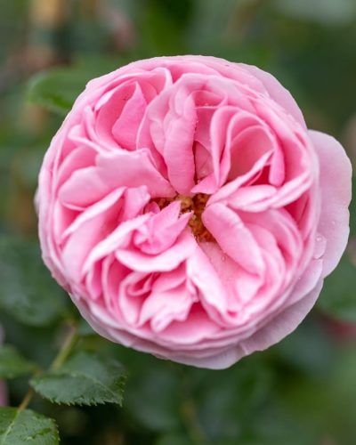 Rosier L'Alhambra