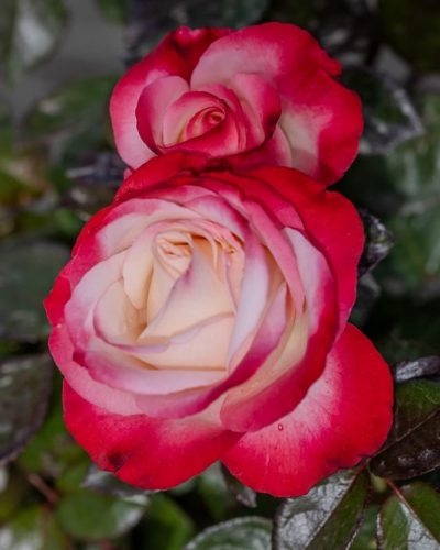 Rosier La Garçonne 3