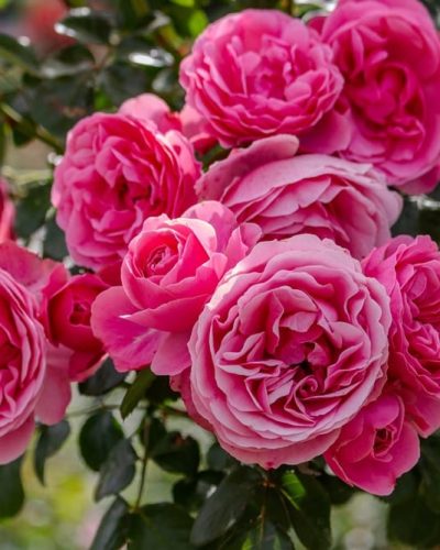 Rosier Leonard de Vinci 9