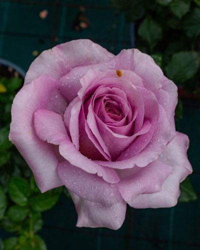 Rosier Love Song 1