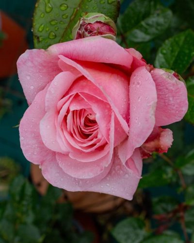 Rosier Marie Curie 1
