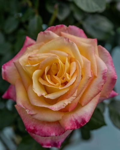 Rosier Michel Drucker 3