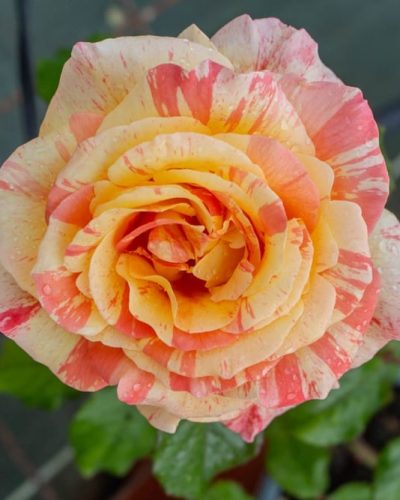 Rosier Michèle Laroque 3