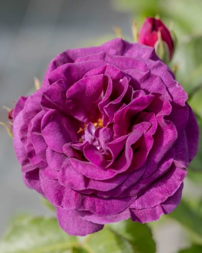 Rosier Minerva 4