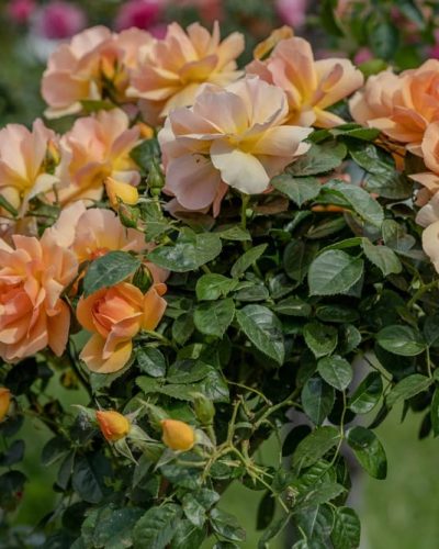 Rosier Mythique 6