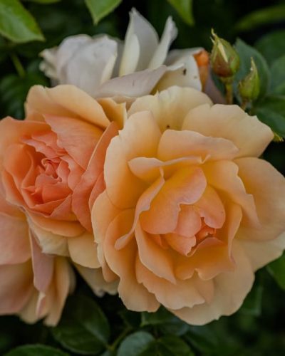 Rosier Mythique