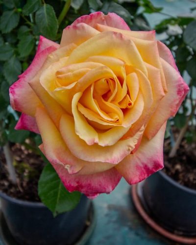 Rosier Oriental Peace