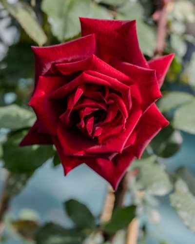 Rosier Papa Meilland 3