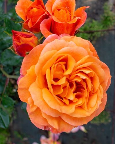 Rosier Phoenix 4