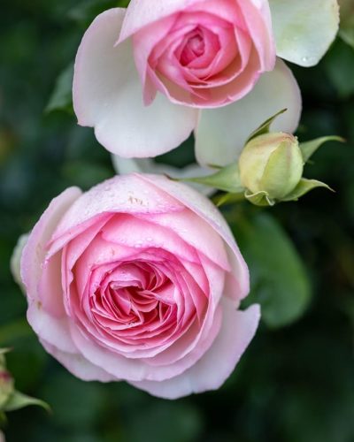 Rosier Pierre de Ronsard 3