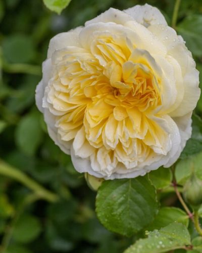 Rosier Pilgrim