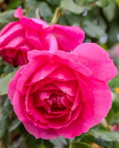 Rosier Pink Cloud 5