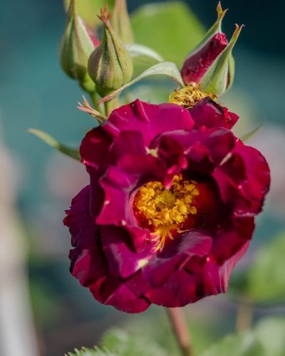 Rosier Princesse Sibilla de Luxembourg 2