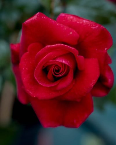 Rosier Red Parfum
