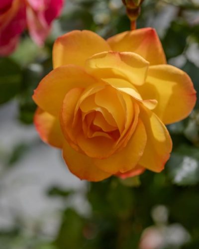 Rosier Sahara 10