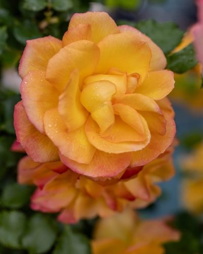 Rosier Sahara 5