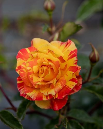 Rosier Splash 3