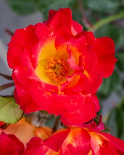 Rosier Summer of Love 2