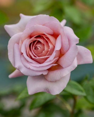 Rosier The Pride 1