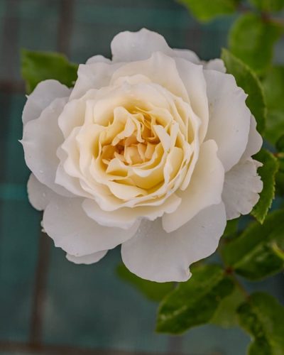 Rosier Tobago Odore