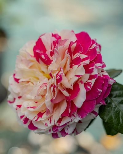 Rosier Vanille Fraise 2