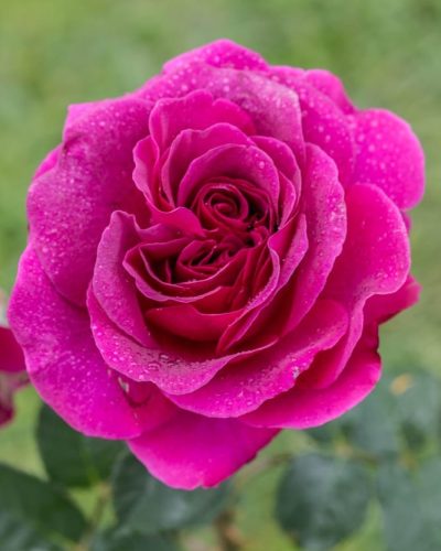 Rosier Voluptia Purple 9
