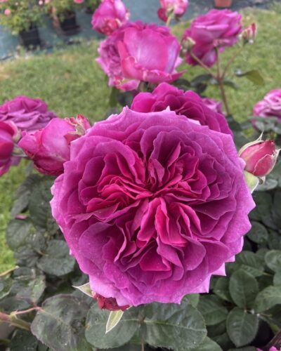 Rosier Voluptia Purple